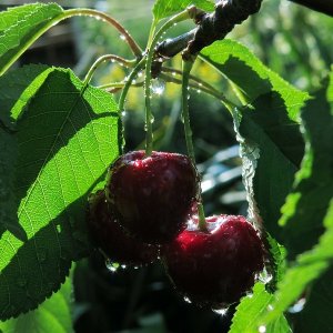 Čerešňa (Prunus avium) ´KORDIA´ neskorá - 160-180 cm - voľnokorenná